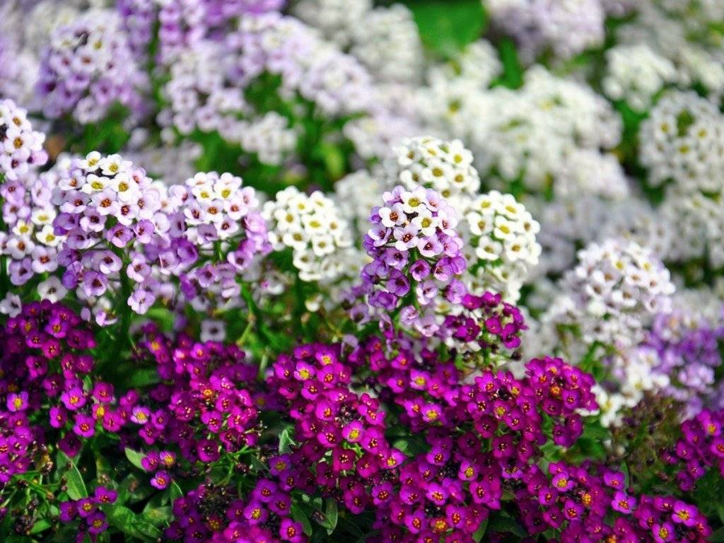 15 лучших видов тенелюбивых растений для сада цветущих все лето