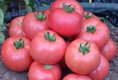 Лучшие сорта томатов для теплиц на 2018-2019 годы
