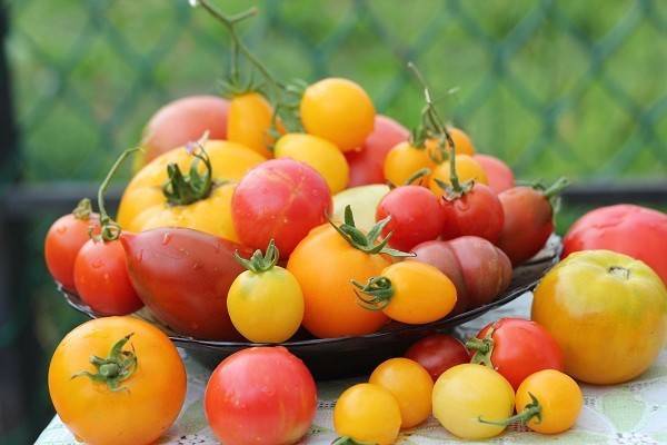 Выращивание томата верочка