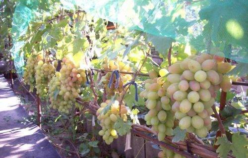 Описание и характеристики сорта винограда вэлиант, правила выращивания и хранения