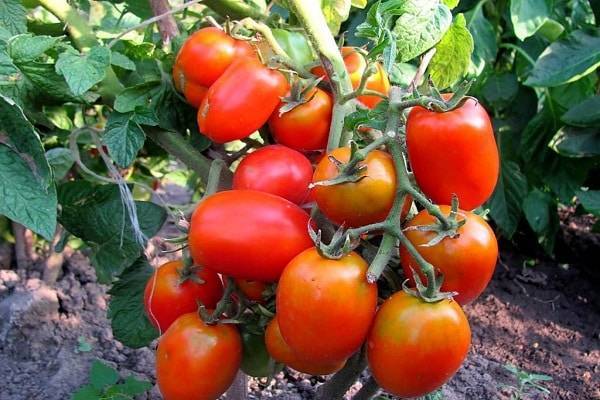 Лучшие ранние низкорослые сорта урожайных томатов для открытого грунта