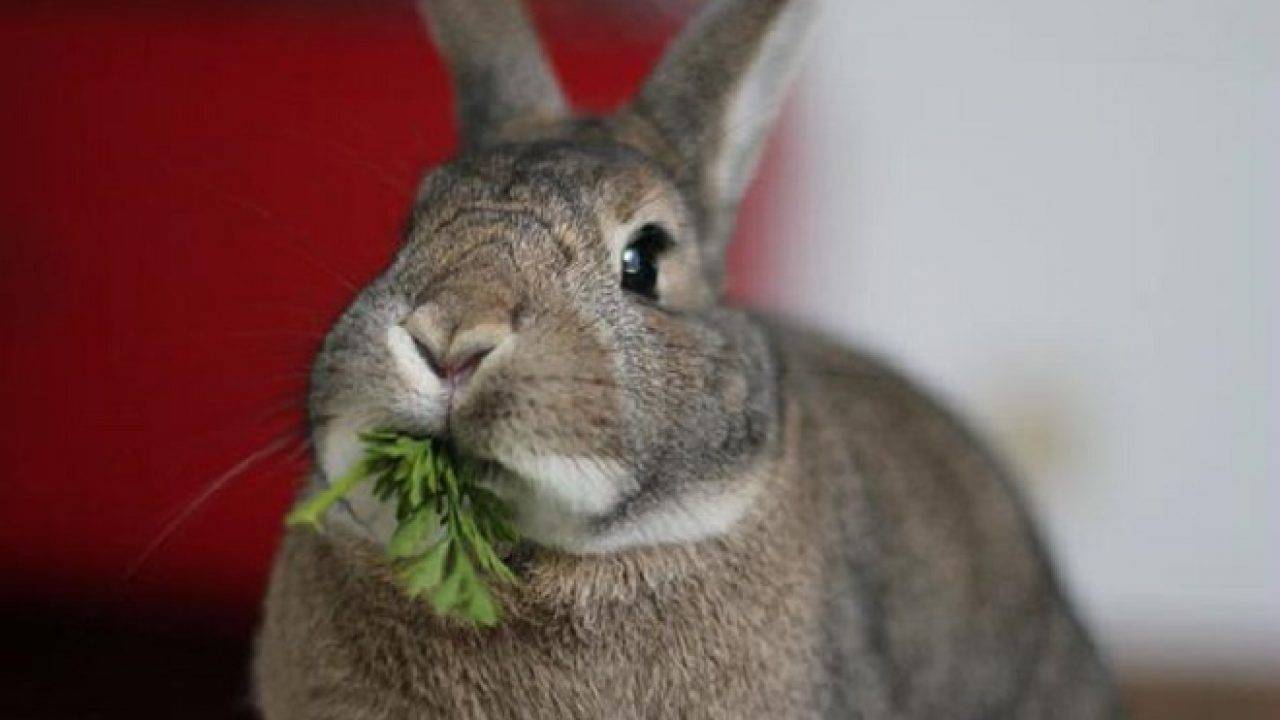 Можно ли кроликам помидоры, ботву от моркови, свеклу (красную, кормовую, сахарную), огурцов, картошку