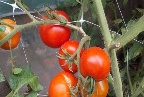 Характеристика и описание сорта томата Дворцовый, урожайность