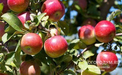 Яблоня богатырь: особенности сорта и ухода