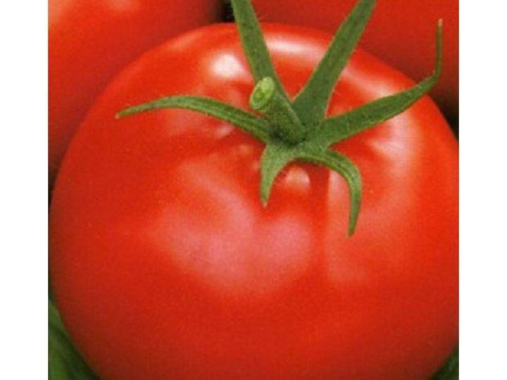 Описание сорта томата Огородный колдун, его характеристика и урожайность