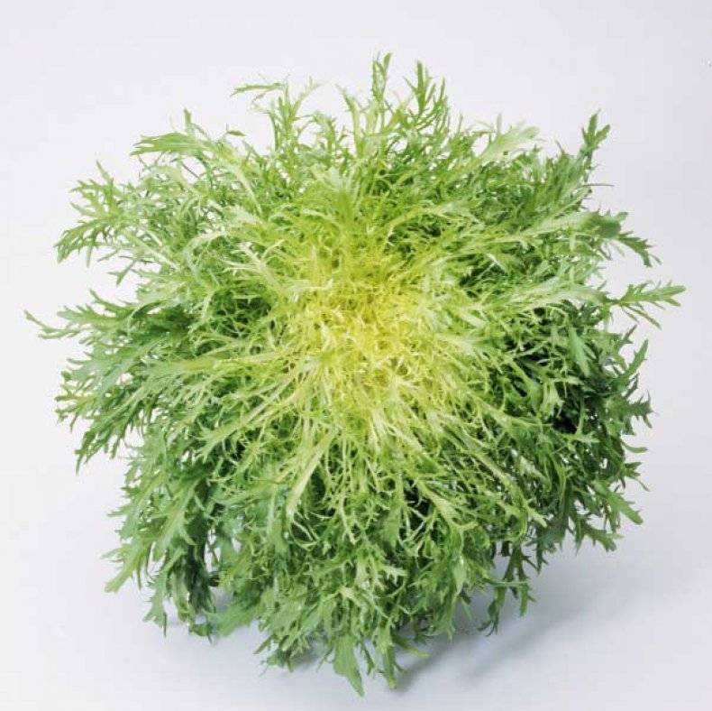 Цикорий — фото и описание растения, полезные свойства, применение в кулинарии