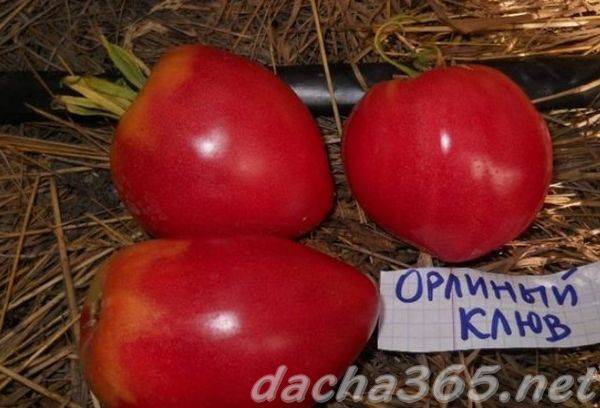 Крупные и сладкие помидоры орлиный клюв - шедевр сибирских селекционеров