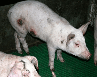 Оспа у свиней: причины, симптомы и лечение в домашних условиях
