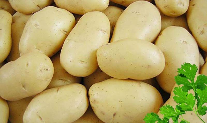 60-дневный картофель «триумф»: описание сорта для любителей ранней картошки