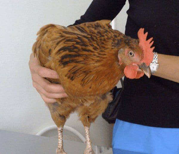 Что делать, если у курицы забит зоб, причины и методы лечения