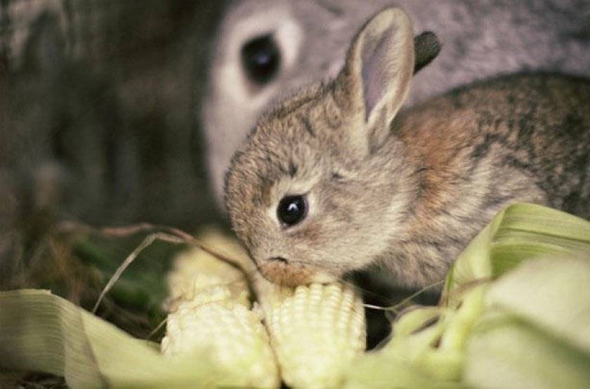 Можно ли кормить кроликов горохом: как давать его стручки, бобы и ботву от него?