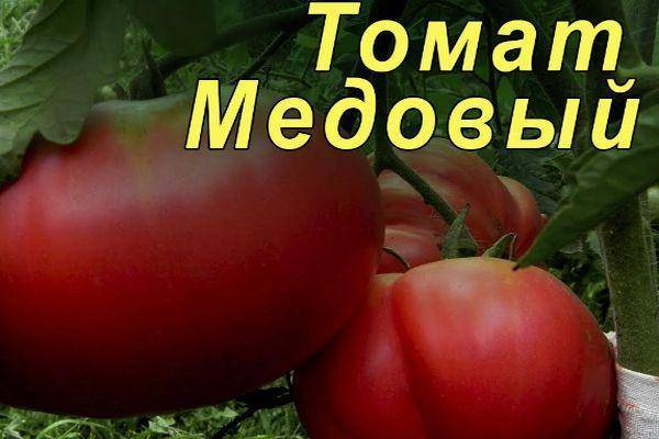 Перспективный и обожаемый многими фермерами томат «медовый гигант»: характеристика и описание сорта помидоров