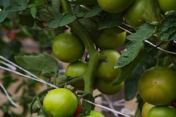 Россыпь ярких плодов в теплице и на открытой грядке – томат «груша красная»: описание сорта, особенности выращивания
