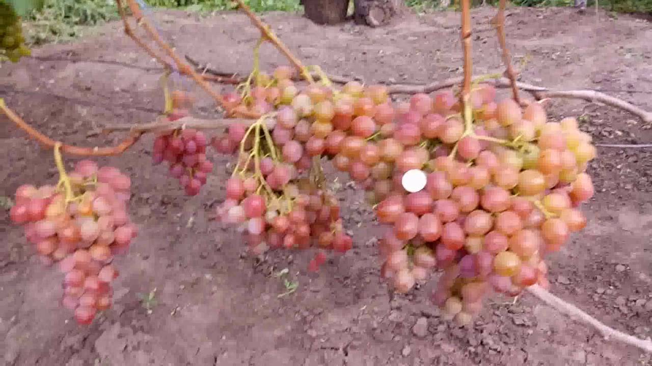 Неприхотливый гибрид любительской селекции — виноград нина, описание сорта и его фото