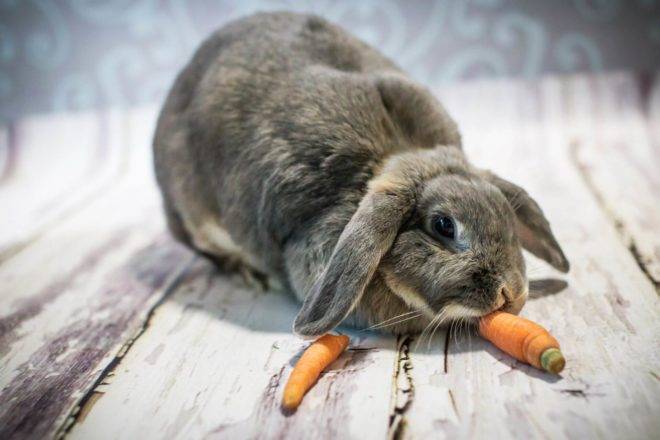 Можно ли скармливать кроликам петрушку и укроп с огорода: нормы кормления