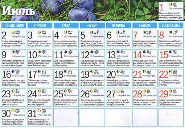 Лунный посевной календарь на июнь 2020 года садовода и огородника