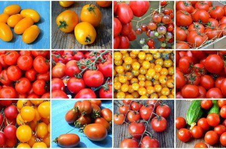 Лучшие сорта засолочных помидоров