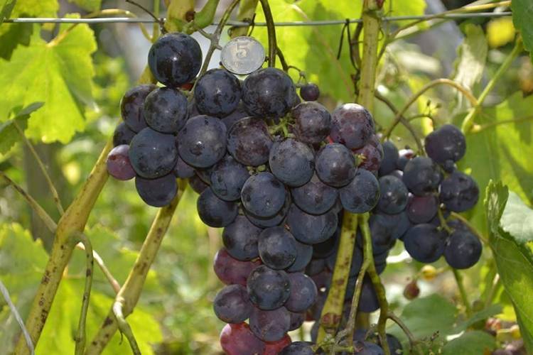 Виноград «супер-экстра»: описание сорта, фото и отзывы