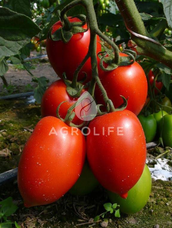 Томат колибри: характеристика и описание сорта, урожайность, отзывы – все о помидорках