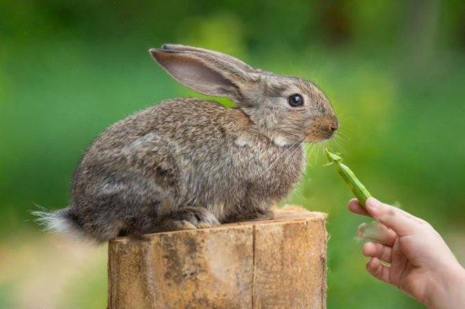 Лебеда в качестве корма для кроликов: польза и вред, полезные советы