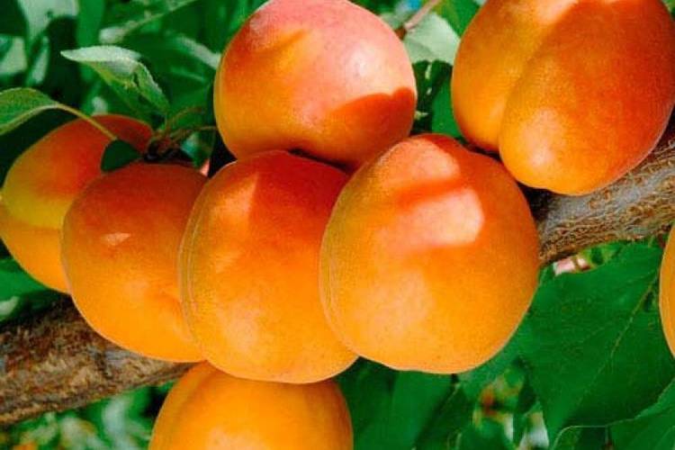 Описание сорта абрикоса краснощекий и болезни, посадка и уход, зимостойкость