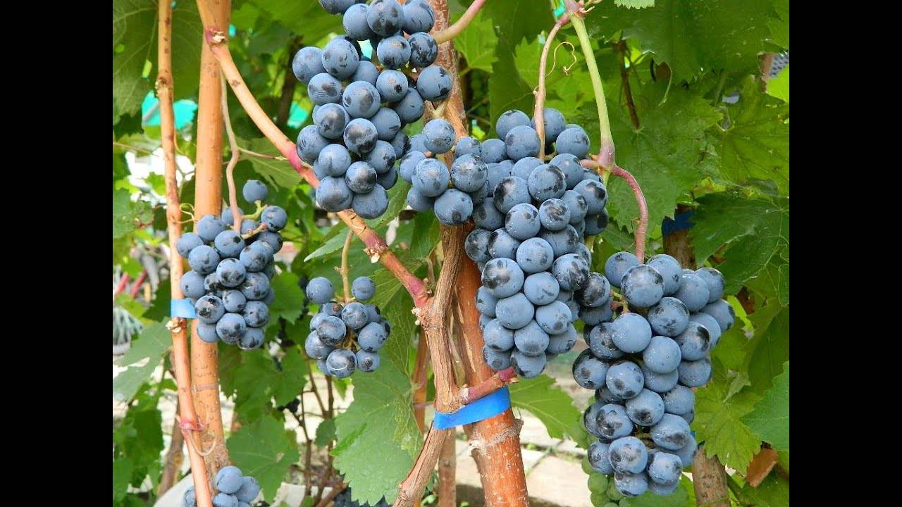 Виноград ланселот: описание и характеристика сорта