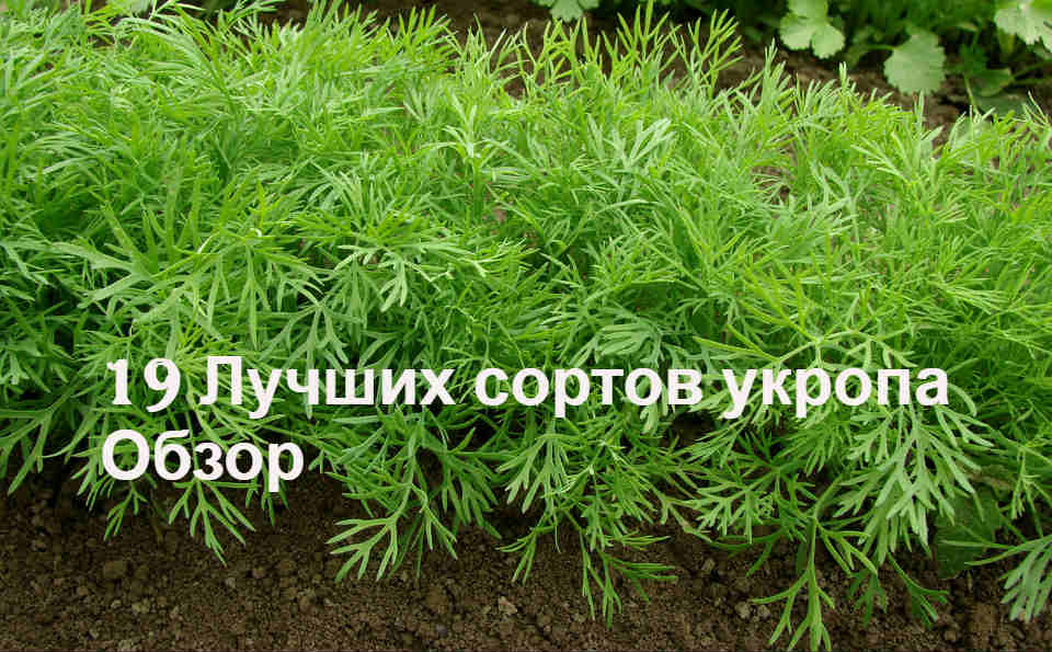 Как вырастить богатый урожай укропа сорта кибрай: характеристика, описание, фото и выращивание