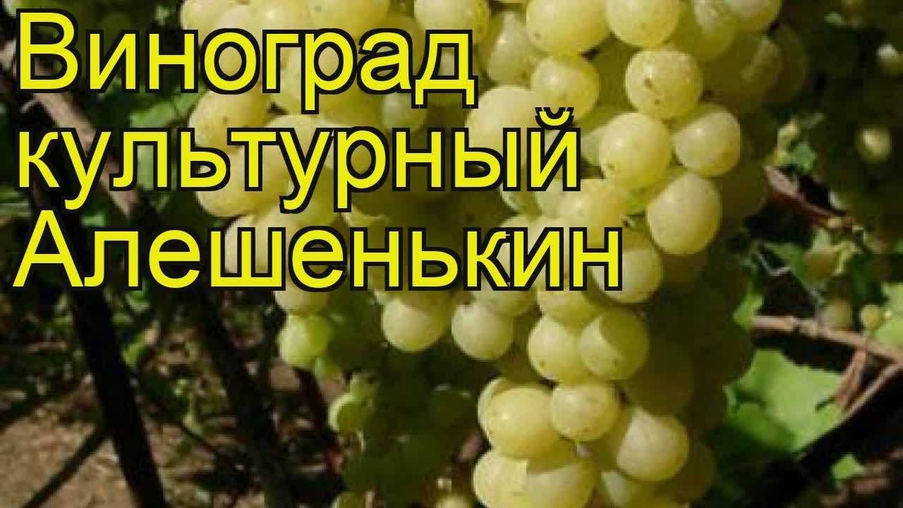 Виноград «алешенькин»: описание сорта, фото и отзывы