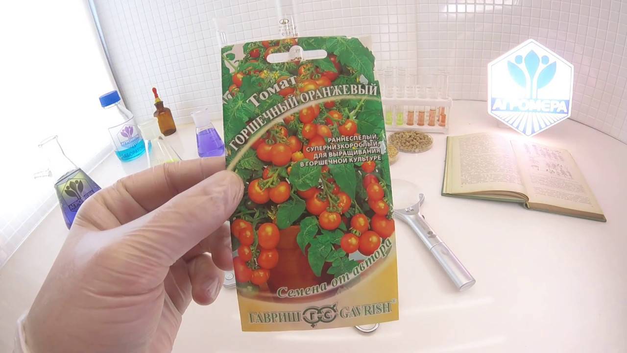 Маленькое солнышко на подоконнике — выращивание томата «оранжевая» и «желтая шапочка»
