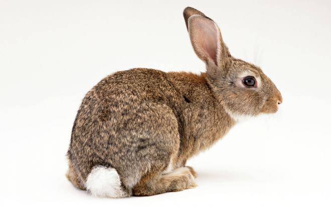 Почему кролики умирают без видимых причин?