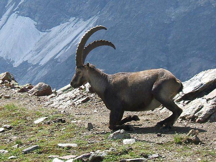 Альпийский козел