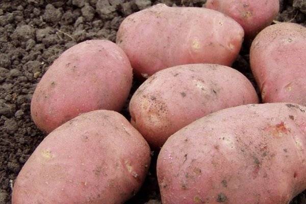 Описание сорта картофеля Ильинский, его характеристика и урожайность