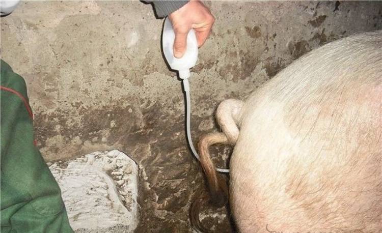 Осеменение свиней искусственным методом: пошаговое описание процесса, основные преимущества