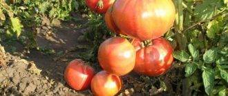 Сорта томатов: малиновое чудо (серии)