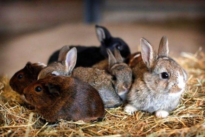 Чем и как выкормить новорожденных крольчат без крольчихи?