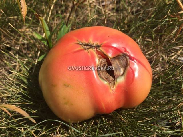 Лечение вершинной гнили томатов в теплице и открытом грунте