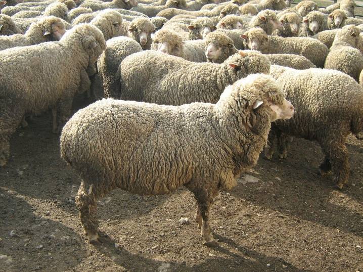 Порода тонкорунных овец: описание разновидностей и особенности разведения