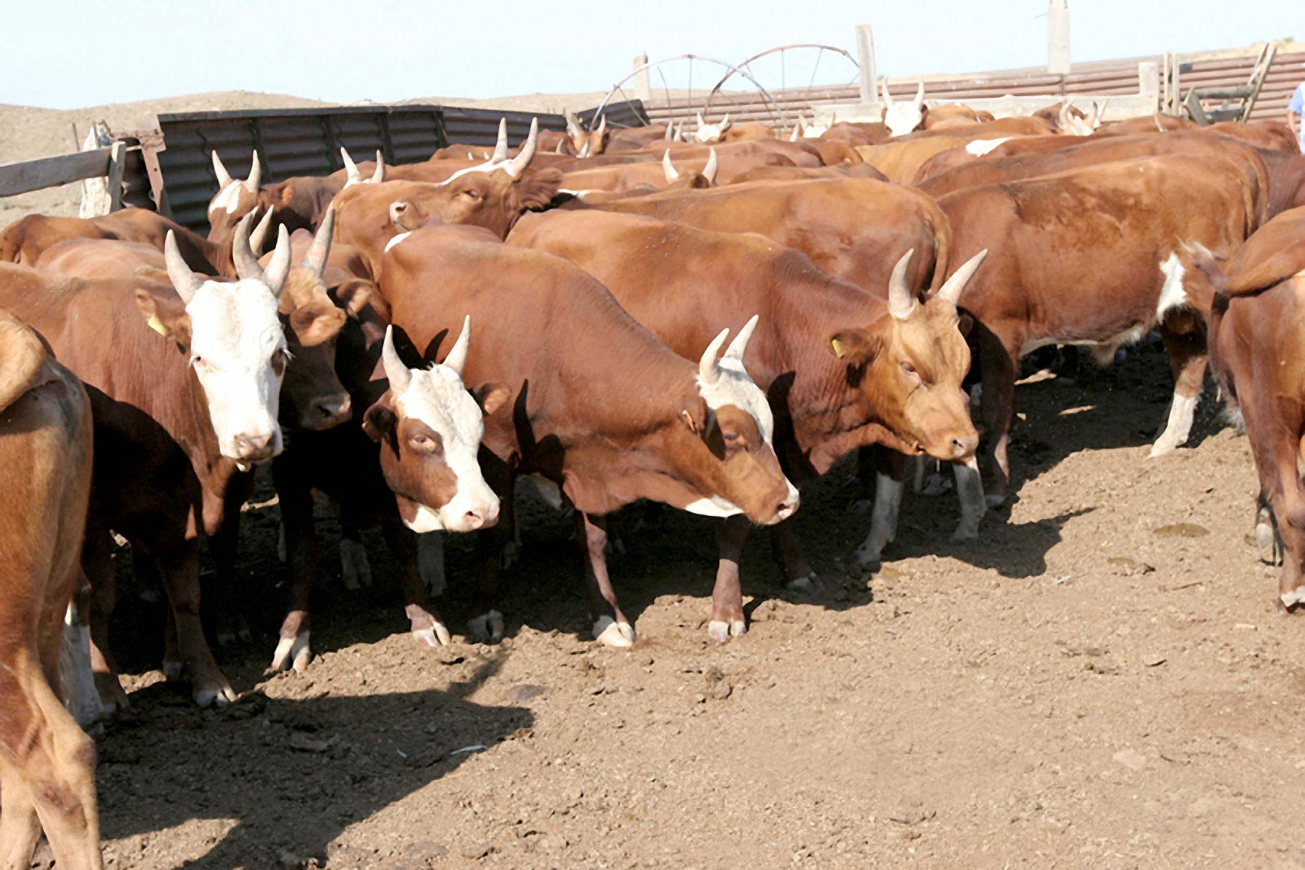 Бонитировка крупного рогатого скота – определение классовости крс