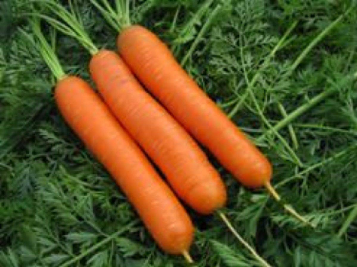 Самая вкусная, самая сладкая: краткая характеристика лучших сортов моркови