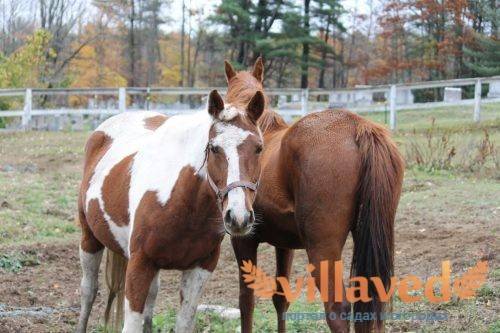 Разнообразные болезни у лошадей: их симптомы и лечение, особенности заболеваний у взрослых и у молодняка