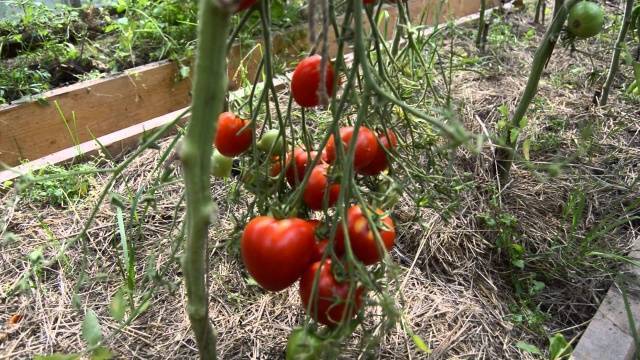 Сладковатый гигант с отсутствием недостатков — томат любимый праздник: подробное описание сорта
