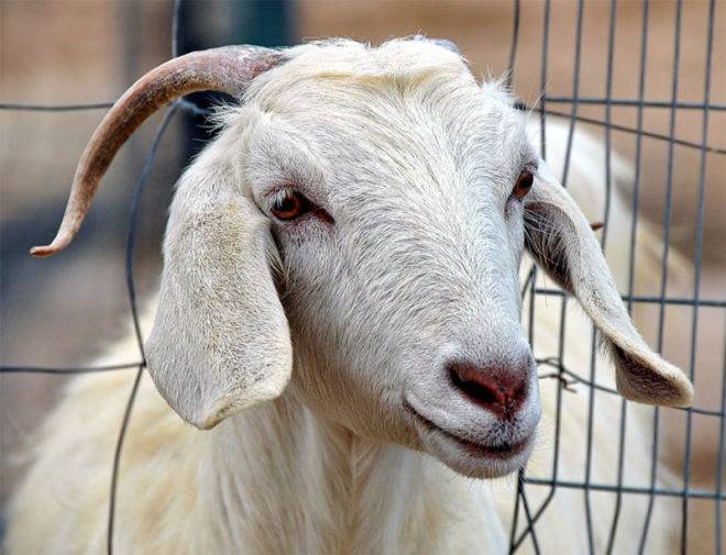Причины выпадения шерсти у козы и методы лечения, способы профилактики