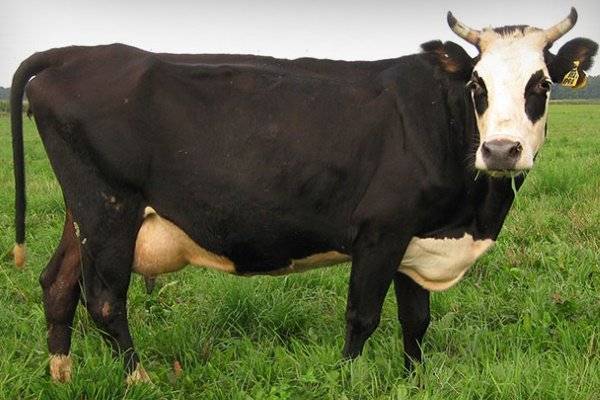 Характеристика коров холмогорской породы