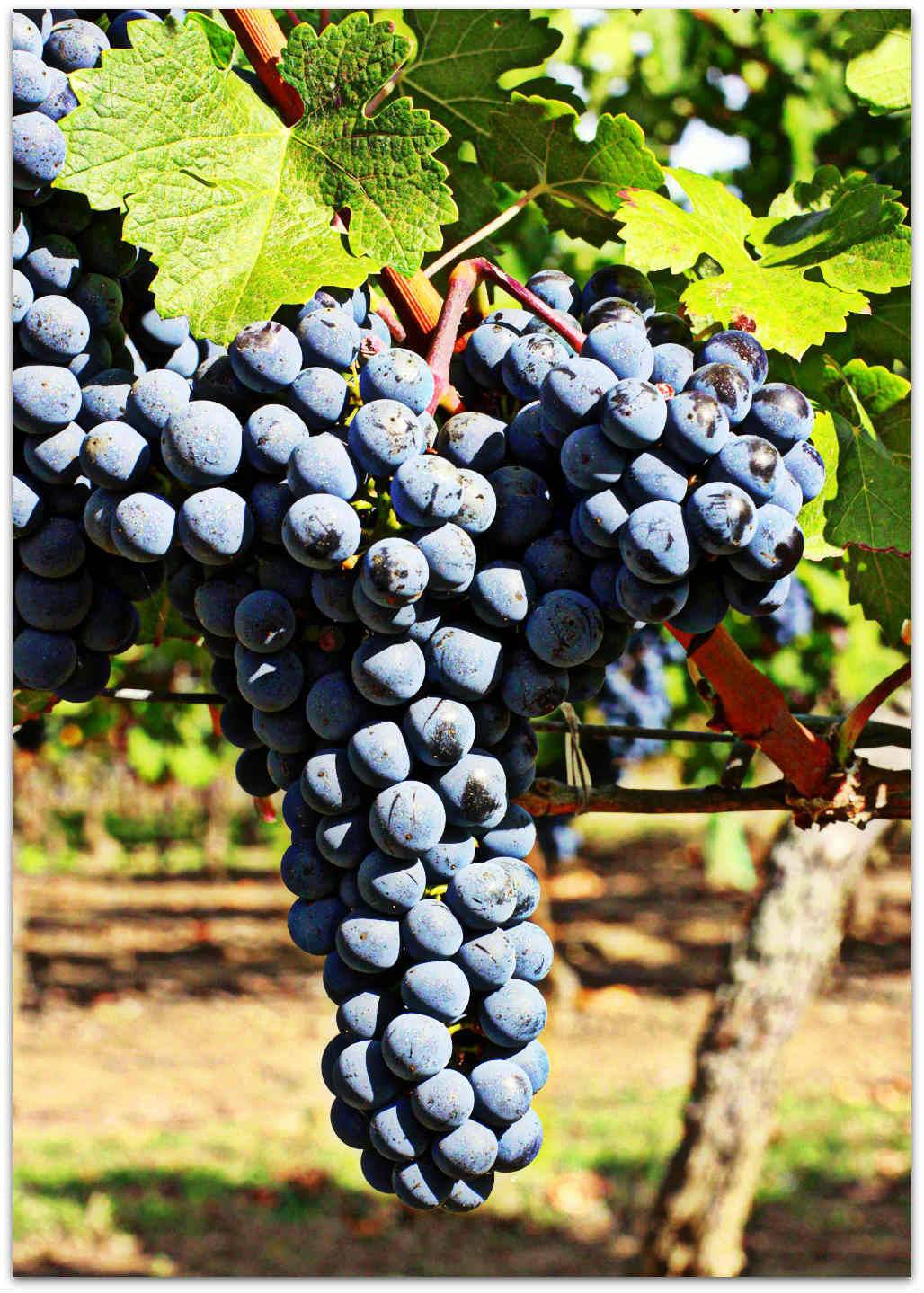 Описание винограда сорта виктория, особенности посадки и культивирования