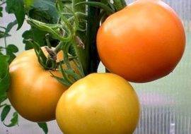 Характеристика и описание сорта томата Сенсей, его урожайность