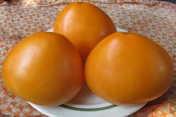 Описание сорта томата ядвига, его характеристика и выращивание
