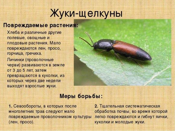 Проволочник в огороде: фото и описание, как бороться с жуком