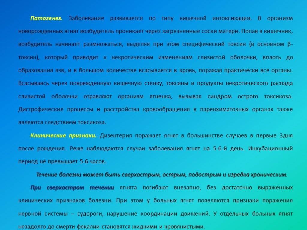 Возбудитель и симптомы анаэробной дизентерии ягнят, лечение и последствия