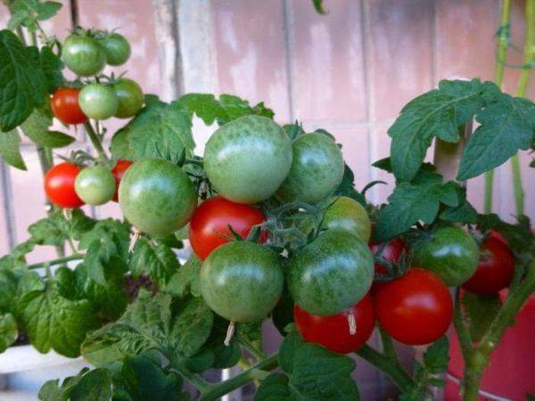 Описание сорта томата Ампельный смесь, особенности выращивания и ухода
