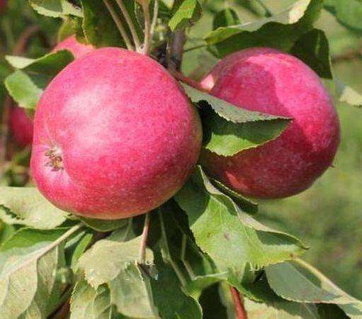 Любимый и популярный сорт яблок заветный